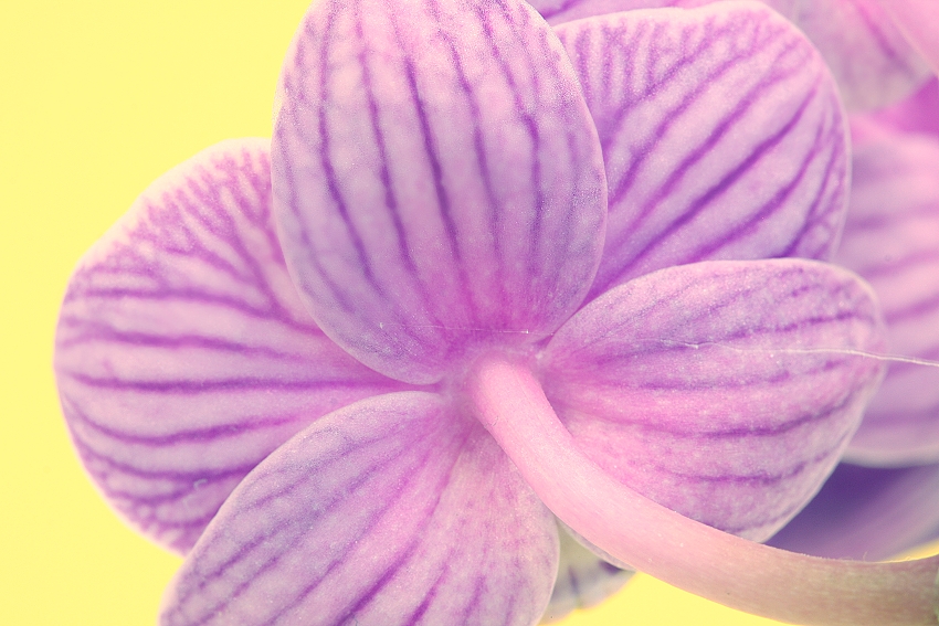 ESTER orchidej 6