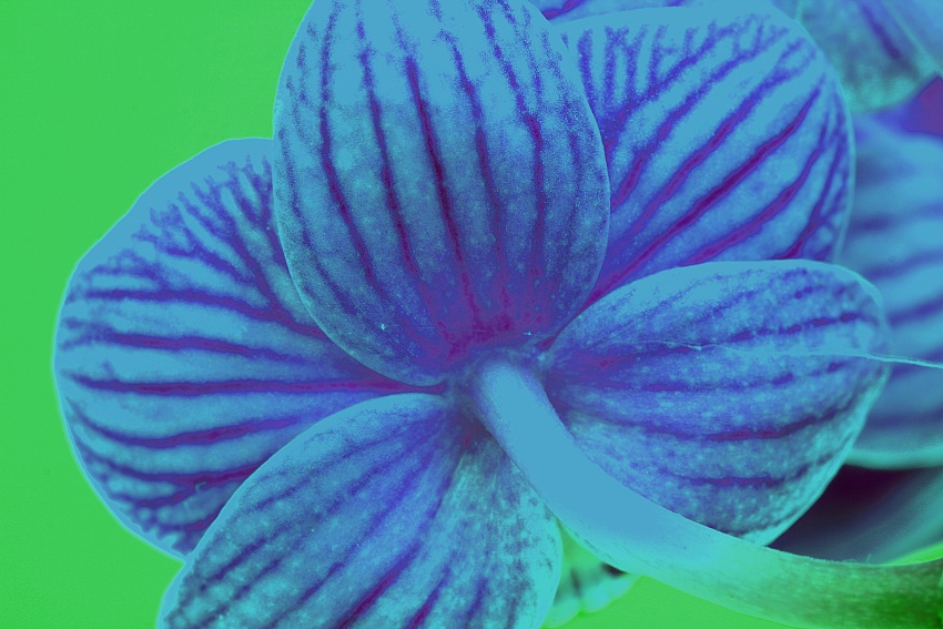 ESTER orchidej 7