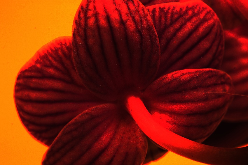 ESTER orchidej 9