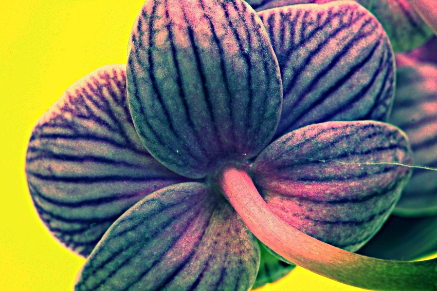 ESTER orchidej 11