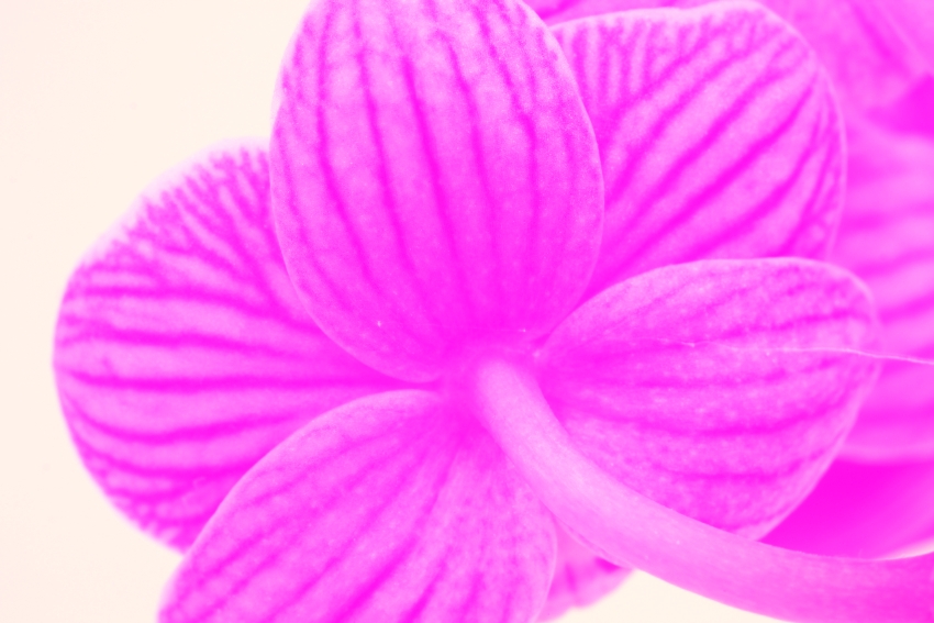 ESTER orchidej 14