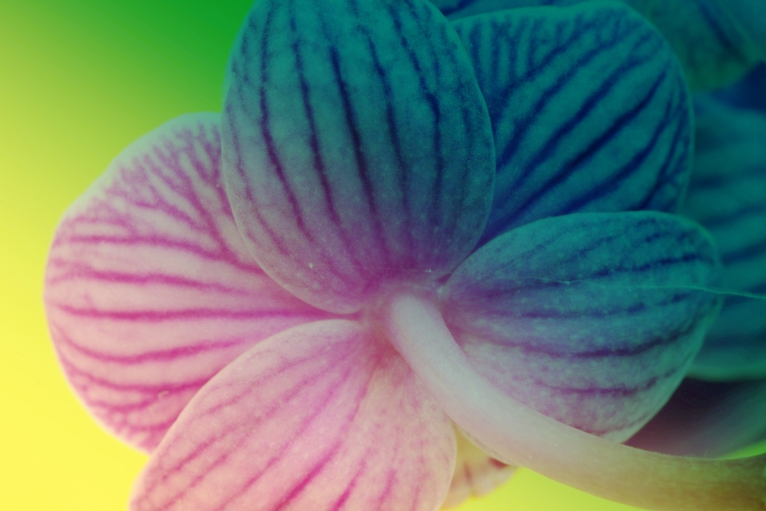 ESTER orchidej 15