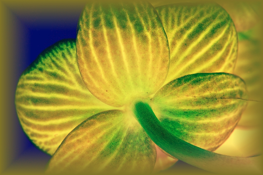 ESTER orchidej 26
