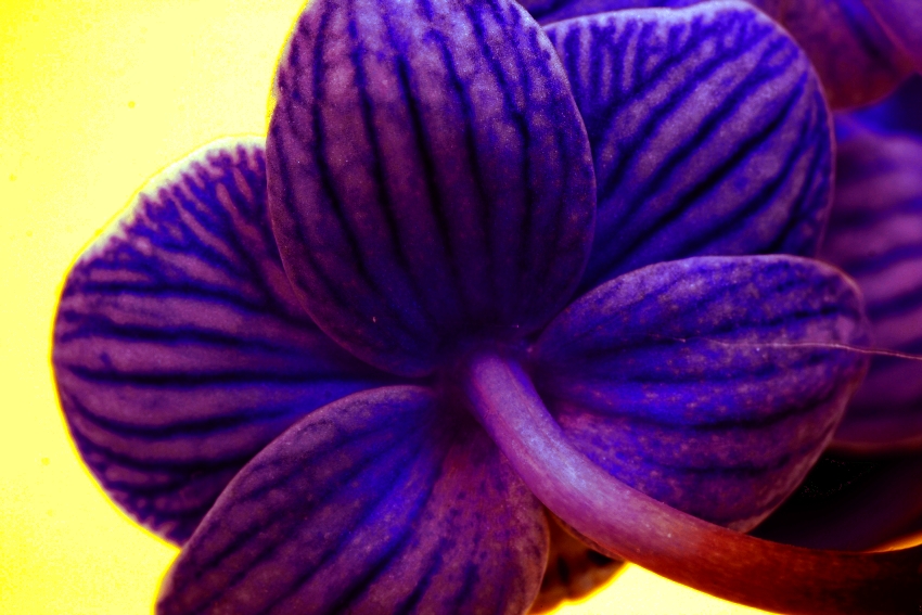 ESTER orchidej 29