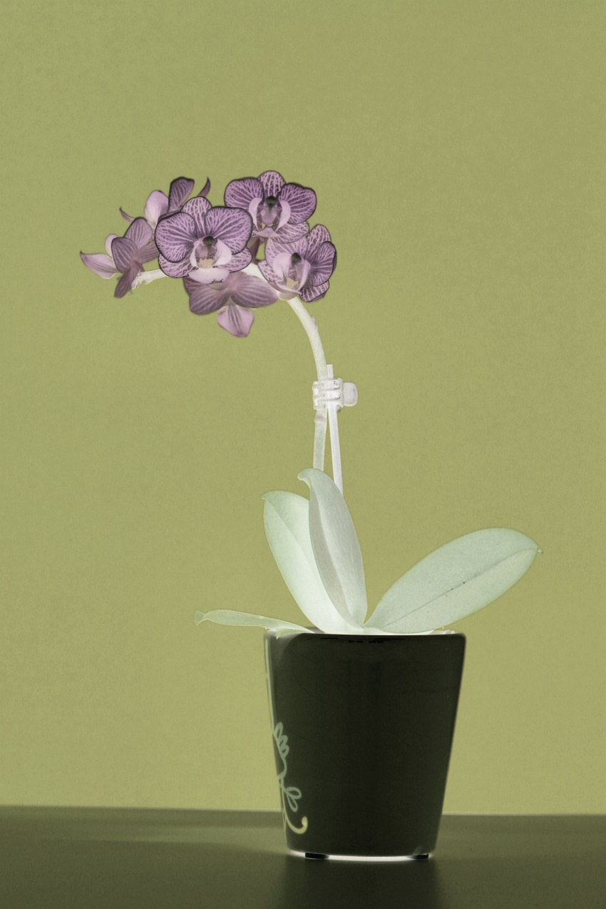 M AGDA-ORCHIDEJ  6