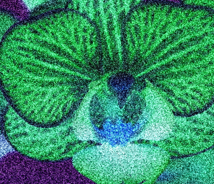 orchidej  3 Jakub