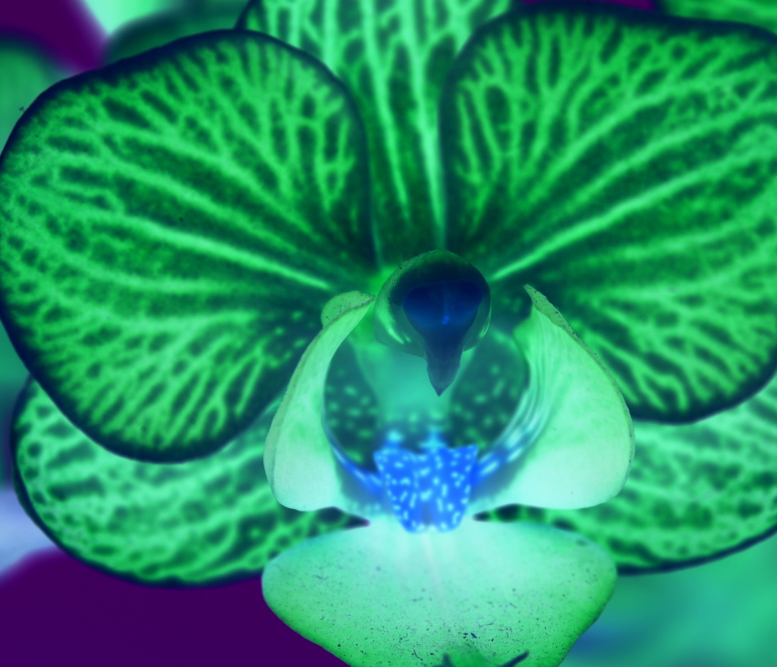 orchidej 2 Jakub