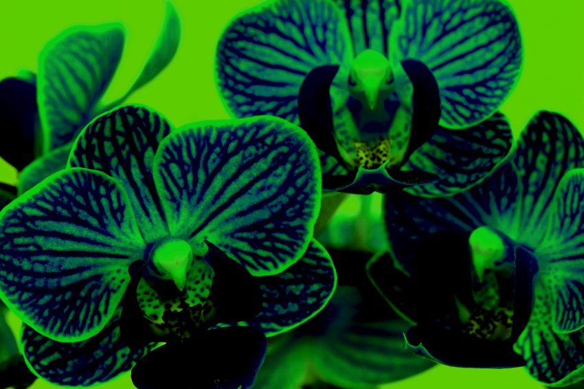 Anna orchidej 4