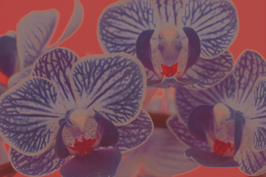 anna orchidej 7