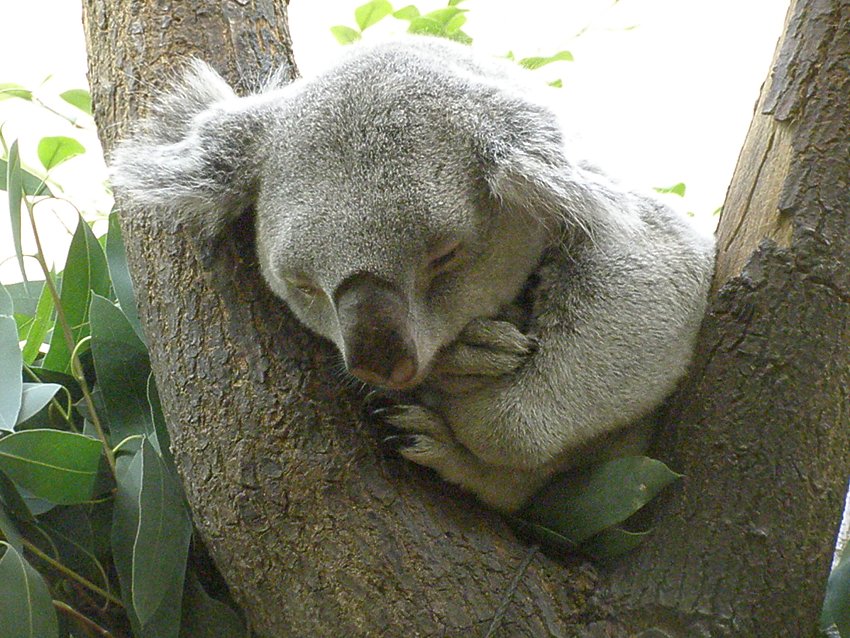 Ondřej L. - Spící koala