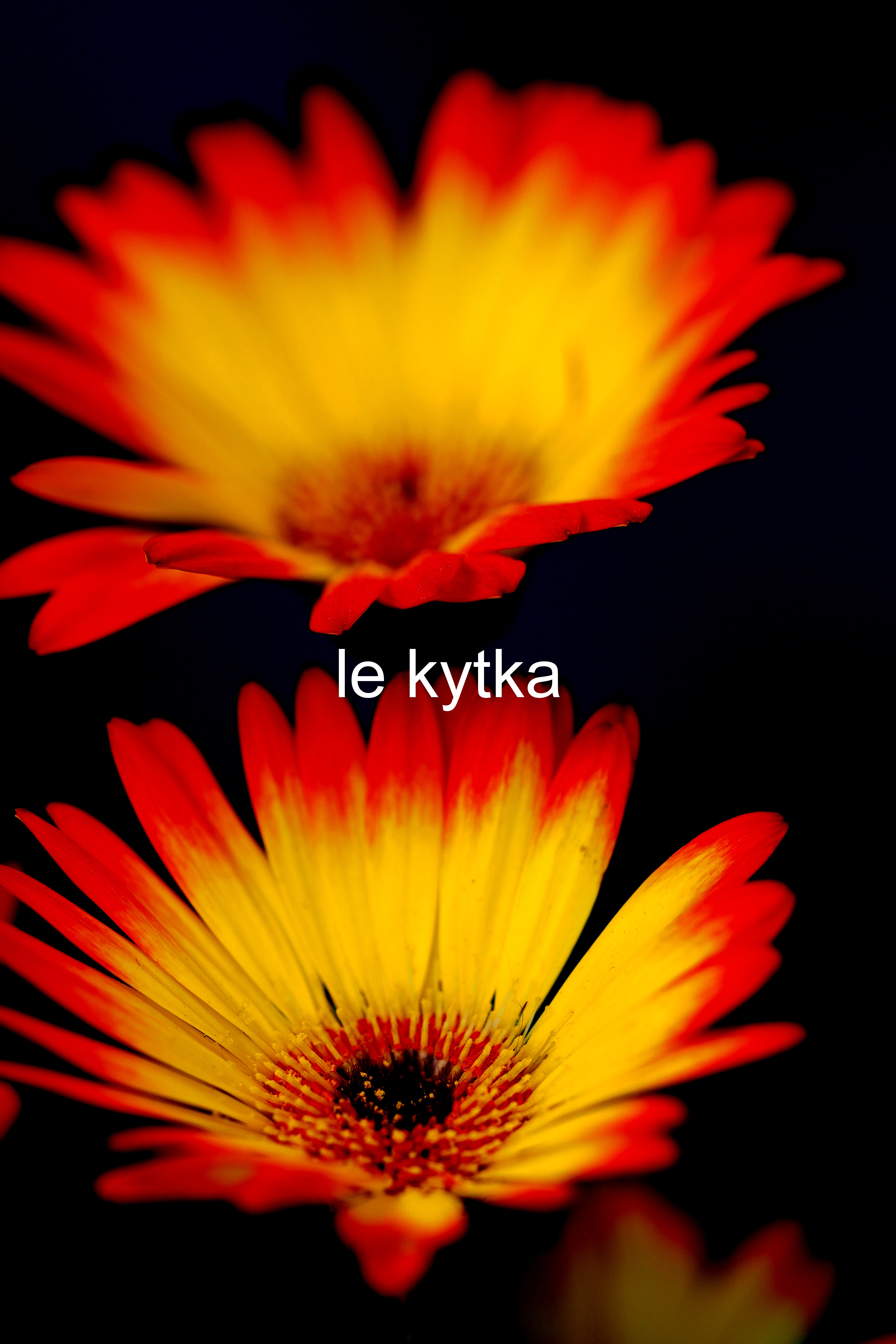 fandova krasna kytulinecka 3