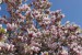 Ondřej La. prima A - Růžová magnolie