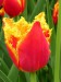 Josef B. 4.B - kvet tulipanu