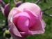 Martin F. 3.A  - magnolie ruzova