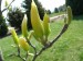 Martin F. 3.A  - magnoliove banany