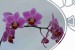 sreberova orchidej 123