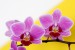 srejberova orchidej 555