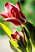šimon b. tulipán 6