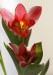 sára tulipán8