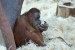 Josef B 4.B - Orangutan - Něco mezi zuby